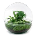 DIY terrarium - Dome XL -  30 cm - Normal, Verzenden
