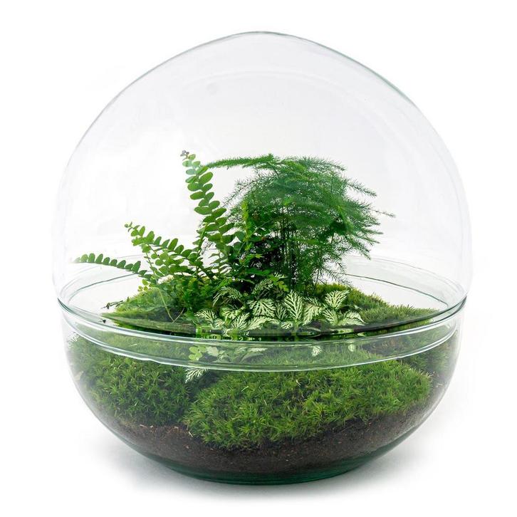 DIY terrarium - Dome XL -  30 cm - Normal, Tuin en Terras, Bloembollen en Zaden, Verzenden