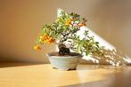 Vuurdoorn bonsai (Pyracantha) - Hoogte (boom): 22 cm -, Antiek en Kunst