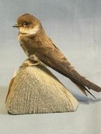 Topino Taxidermie volledige montage - Riparia riparia (with, Nieuw