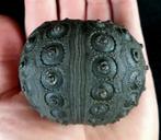 Indrukwekkende zee-egel!!! - Uitzonderlijk formaat, 63 mm!!!, Verzamelen, Mineralen en Fossielen
