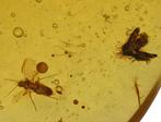 Birmese barnsteen, gedetailleerde Nematocera met ongewone