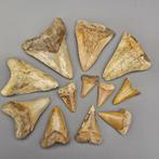Rare collection of Moroccan - Fossiele tanden - Megalodon