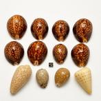 Schelpdieren Zeeschelp - Cauris (Zonder minimumprijs)
