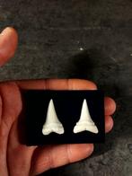 Witte haai Set tanden - Carcharodon carcharias - 30.2 mm -, Verzamelen, Dierenverzamelingen, Nieuw