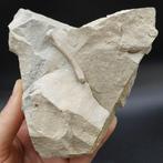 Reptile bot en tand - Fossiele plaatmatrix - Nothosaurus sp.