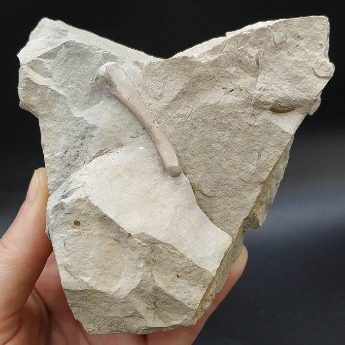 Reptile bot en tand - Fossiele plaatmatrix - Nothosaurus sp., Verzamelen, Mineralen en Fossielen