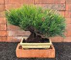 Den bonsai (Pinus) - Hoogte (boom): 25 cm - Diepte (boom):