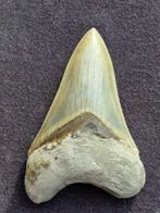 Megalodon - Fossiele tand - 11.8 cm