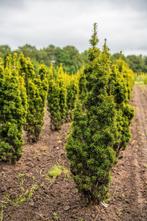 Taxus baccata David 100-120 met kluit., Ophalen, Conifeer, Struik, Minder dan 100 cm
