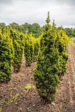 Taxus baccata David 80-100 met kluit., Tuin en Terras, Ophalen, Conifeer, Struik, Minder dan 100 cm