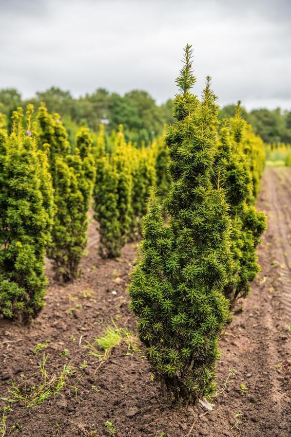 Taxus baccata David 100-120 met kluit., Tuin en Terras, Planten | Struiken en Hagen, Conifeer, Struik, Minder dan 100 cm, Ophalen
