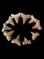 Haaientanden - Fossiele tanden - Lamma oblicua, Vicenti,, Verzamelen, Mineralen en Fossielen