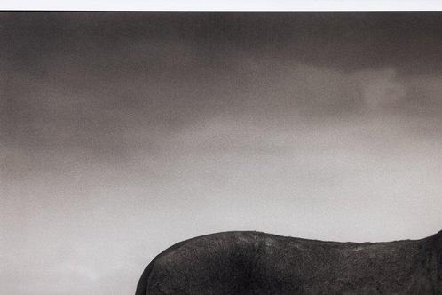 Nick Brandt - Mother lioness, Antiek en Kunst, Kunst | Schilderijen | Modern