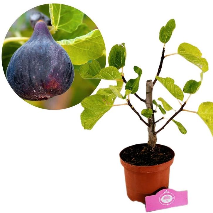 Vijgenboom Ficus carica Black Mission + Pot 17, Tuin en Terras, Planten | Fruitbomen, Volle zon, Verzenden