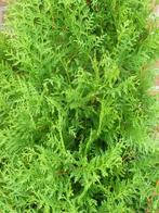 Coniferen: Thuja occidentalis Brabant, Tuin en Terras