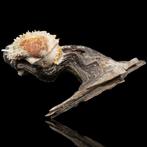 Malleus malleus met Stekelige Spondylus Symbiose Zeeschelp -, Verzamelen, Nieuw