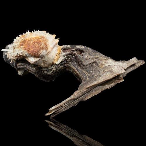 Malleus malleus met Stekelige Spondylus Symbiose Zeeschelp -, Verzamelen, Dierenverzamelingen