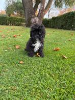 Boompoo (Boomer x Toy Poedel) pups, Dieren en Toebehoren, Honden | Chihuahua's en Gezelschapshonden, Poedel, Parvo, Nederland