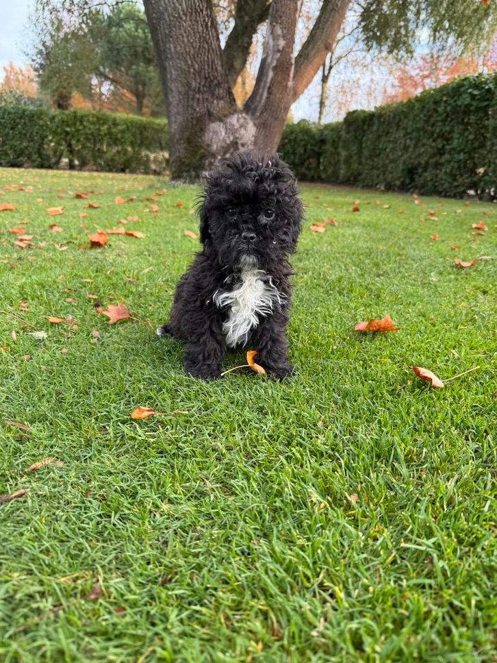 Boompoo (Boomer x Toy Poedel) pups, Dieren en Toebehoren, Honden | Chihuahua's en Gezelschapshonden, Meerdere, Meerdere dieren