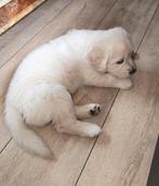 Raszuivere Golden Retriever pup met stamboom(vrouwtje), Golden retriever, 8 tot 15 weken, Teef, Parvo