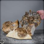 Zeldzame fossielen ammoniet-Mamites Nodosoides met