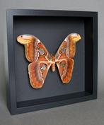 Vlinder Taxidermie volledige montage - Attacus atlas - 25 cm, Nieuw