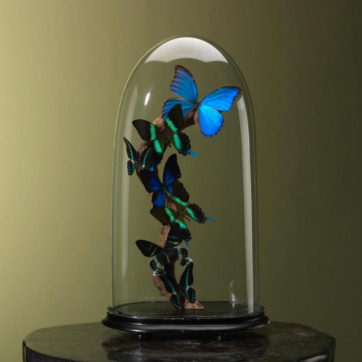 Vlinders in Stolp Taxidermie Opgezette Dieren By Max, Verzamelen, Dierenverzamelingen, Opgezet dier, Nieuw, Insect, Ophalen of Verzenden