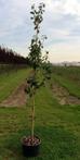 Halfstam fruitboom appel, peer, kers of pruim
