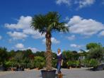 Trachycarpus fortunei palmboom / palmbomen te koop!!!!!!!!!!, Tuin en Terras, In pot, Halfschaduw, Ophalen of Verzenden, Palmboom