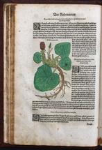 Hermann Walther Ryff - [Kräuterbuch] Reformirte Deütsche