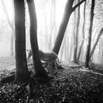 Frank Machalowski - tierwald#97