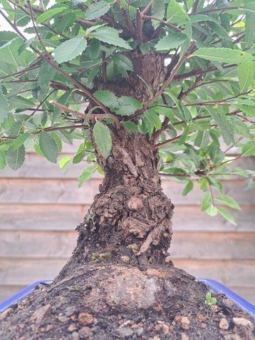 Japanese iep bonsai (Zelkova) - Hoogte (boom): 27 cm - beschikbaar voor biedingen