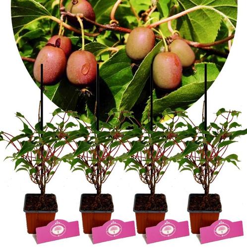 Actinidia arguta Ananasnaya + Pot 9cm 4 stuks, Tuin en Terras, Planten | Fruitbomen, Halfschaduw, Verzenden
