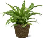 Asplenium Antiquum - Ø17cm - 45cm + Selin Pot D18x16cm - Bl, Verzenden
