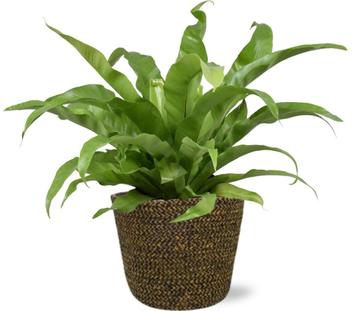 Asplenium Antiquum - Ø17cm - 45cm + Selin Pot D18x16cm - Bl beschikbaar voor biedingen