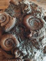 Ammoniet - Gefossiliseerde schelp - Dactylioceras athleticum, Verzamelen, Mineralen en Fossielen