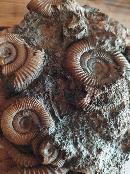 Ammoniet - Gefossiliseerde schelp - Dactylioceras athleticum, Verzamelen, Mineralen en Fossielen