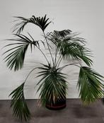 Kentia palm + pot, verrijdbaar, zwart, Dia. x H 50x62/200 cm, Ophalen, Nieuw in verpakking