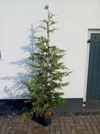 Snelgroeiende coniferen: Cupressocyparis Leylandii 160-180cm