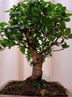 Chinese iep bonsai (Ulmus parviflora) - Hoogte (boom): 18 cm
