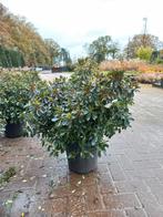 Rhododendron (AJ) Gilbert Mullie, Ophalen