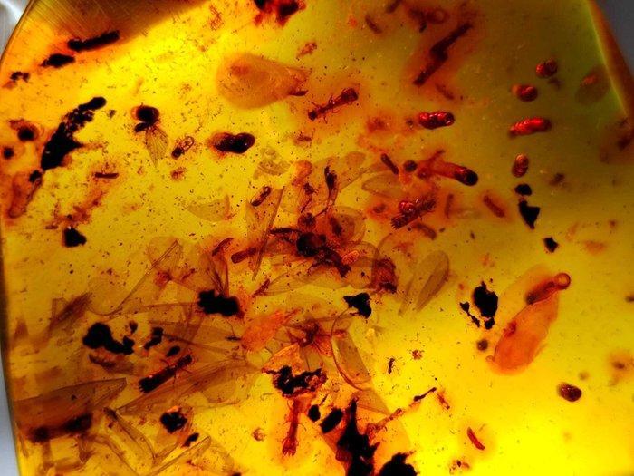 FOSSIEL-VERASSEND!! Dominicaanse amber - 135 ct- 27 g, Verzamelen, Mineralen en Fossielen