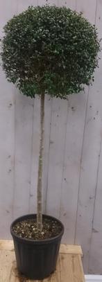 Buxus bol op stam diameter 40 cm 150 cm - Warentuin Natuurli, Tuin en Terras, Planten | Tuinplanten, Verzenden