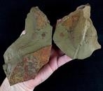 Primitieve stekelhuidige - Stylophora!!! - Gefossiliseerd, Verzamelen