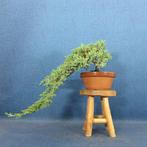Jeneverbes bonsai (Juniperus) - Hoogte (boom): 29 cm -
