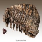 extra grote kies van een wolharige mammoet - Fossiele kies -, Verzamelen, Mineralen en Fossielen