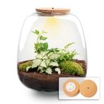Planten terrarium - Emma - DIY kit -  25 cm - Ø 23 cm - Hed, Tuin en Terras, Verzenden