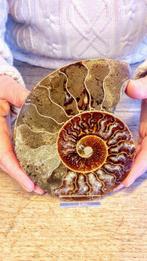 Ammoniet - Gefossiliseerd dier - Aioloceras (Cleoniceras)