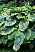 Hartlelie Hosta sieboldiana Frances Williams Pot